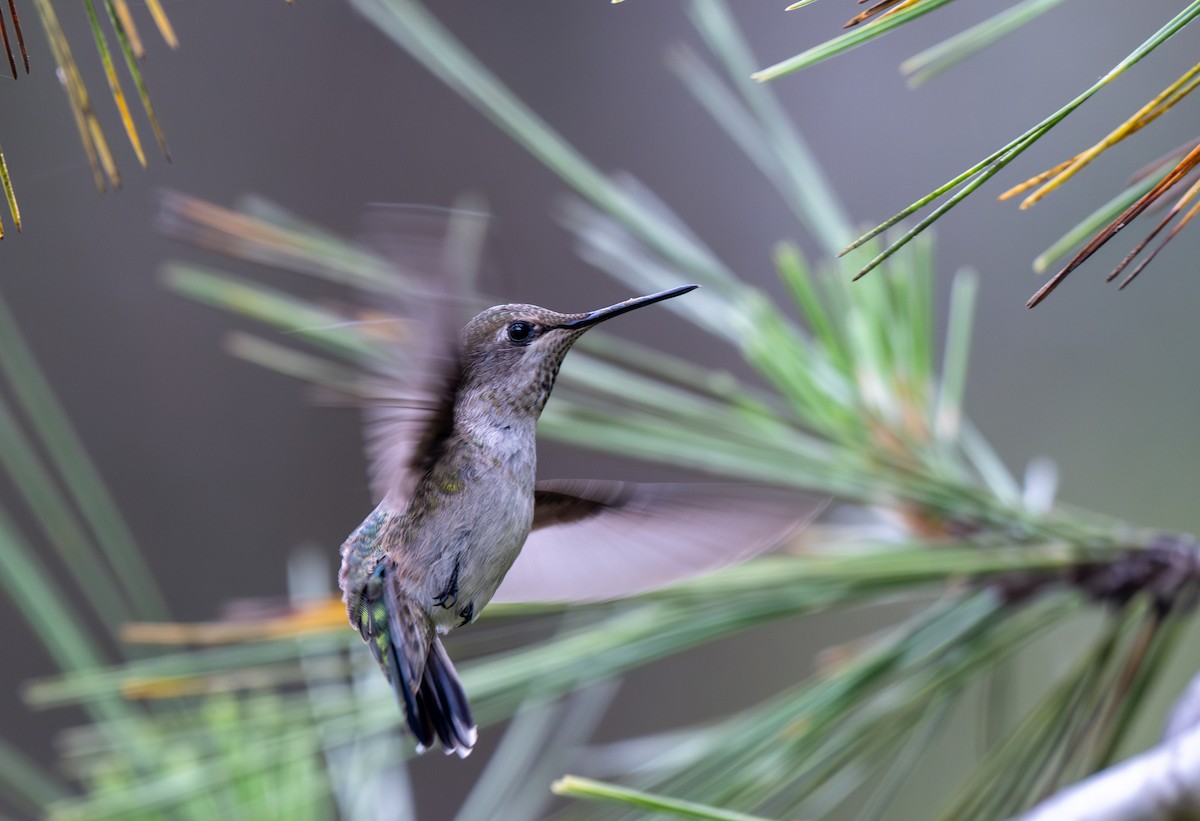 Anna's Hummingbird - Herb Elliott