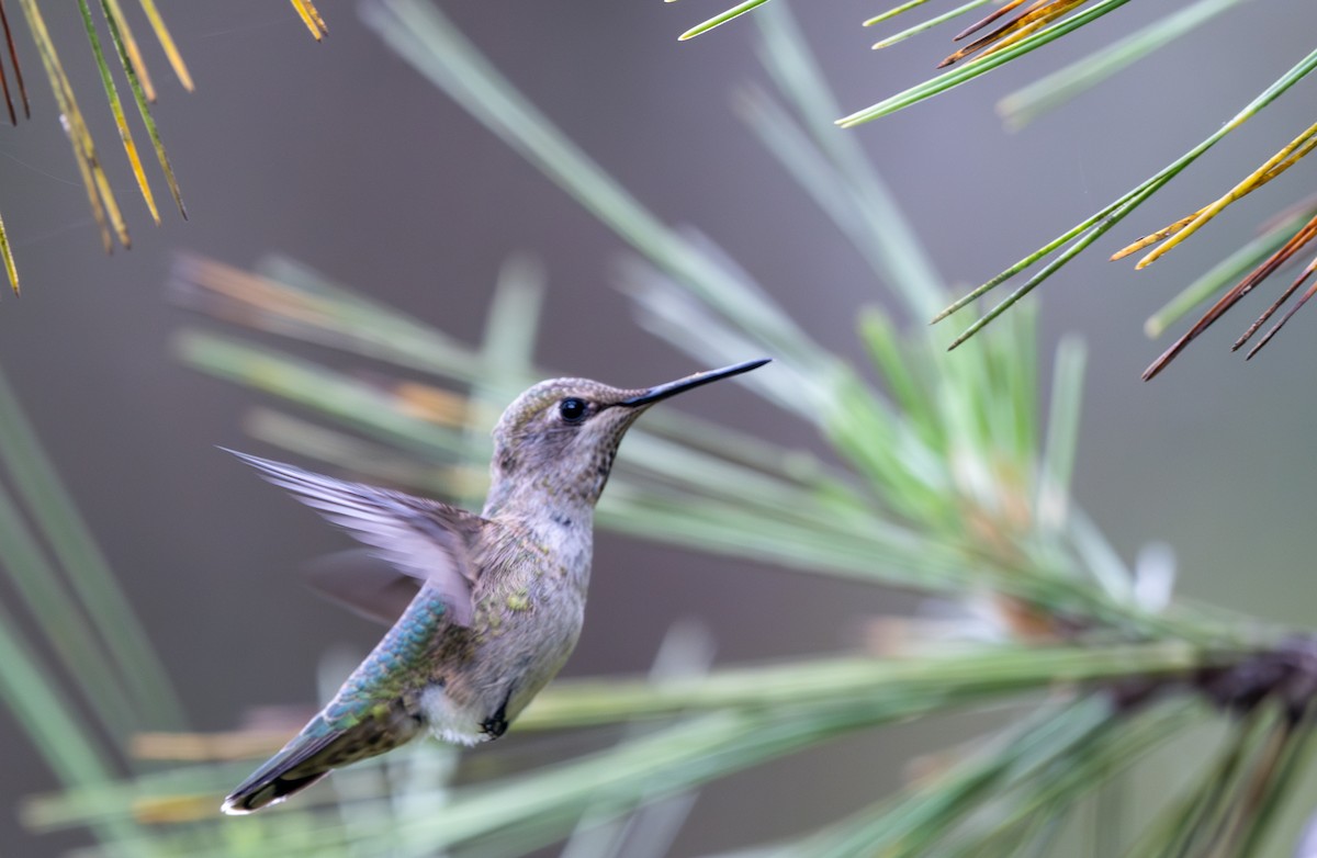 Anna's Hummingbird - Herb Elliott