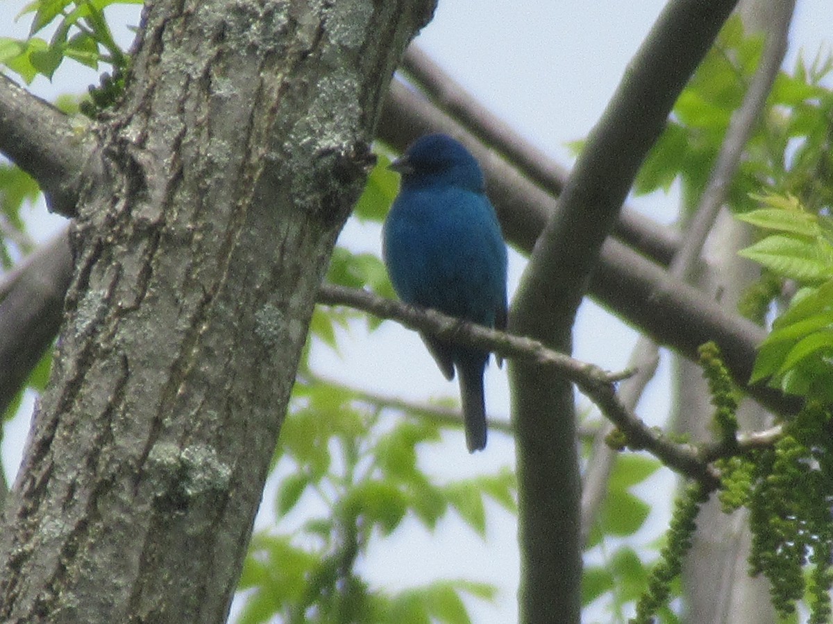 Indigo Bunting - Barry Capella