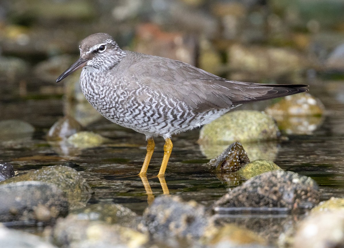 Wandering Tattler - ML619004645