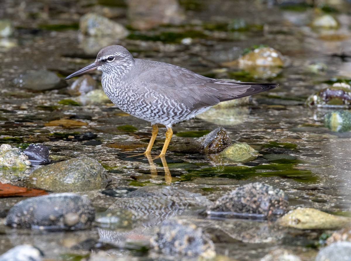 Wandering Tattler - ML619004648