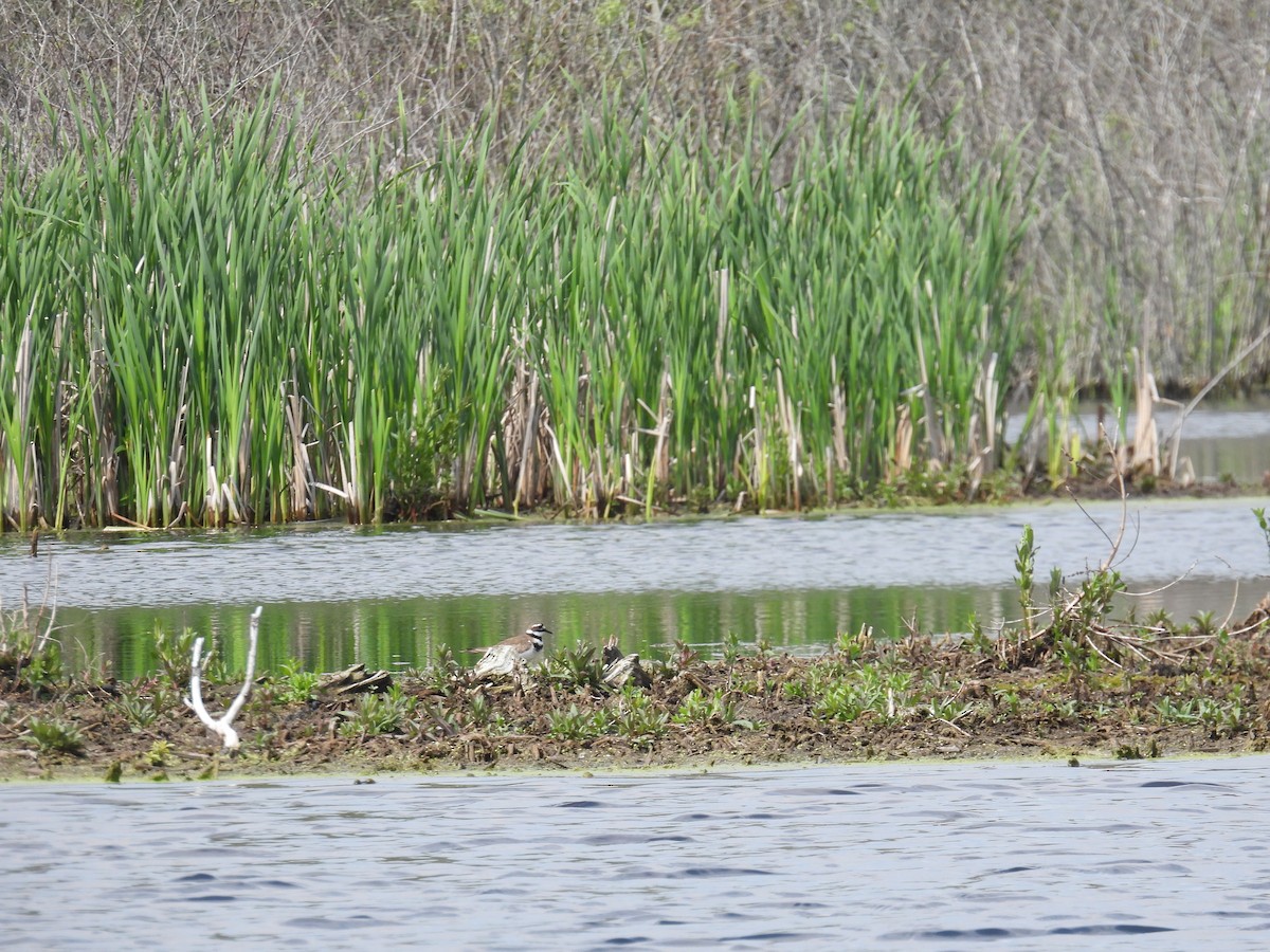 Semipalmated Plover - Janet Sippel