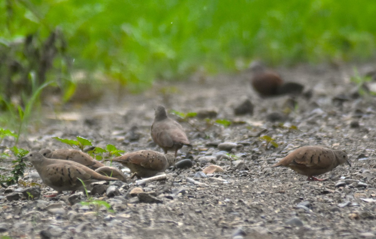 Plain-breasted Ground Dove - Rodolfo Dodero