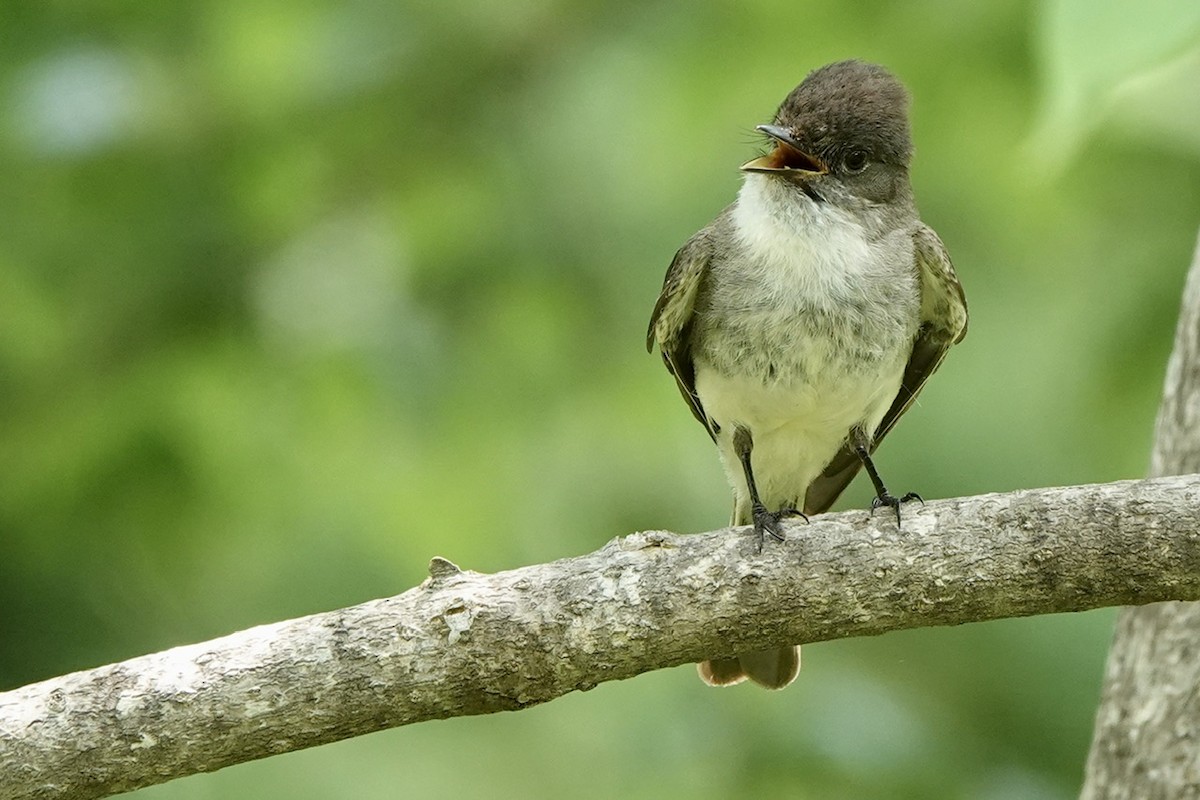 Eastern Phoebe - ML619004698