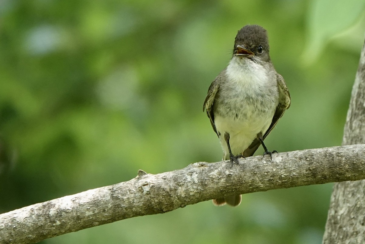 Eastern Phoebe - ML619004699