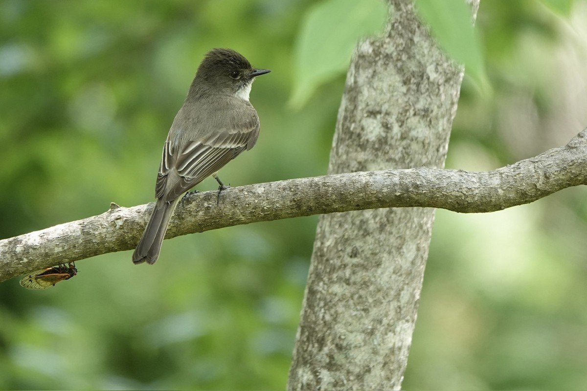 Eastern Phoebe - ML619004700