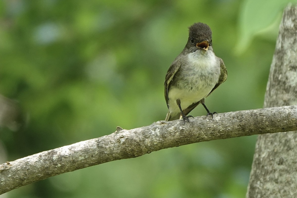 Eastern Phoebe - ML619004701