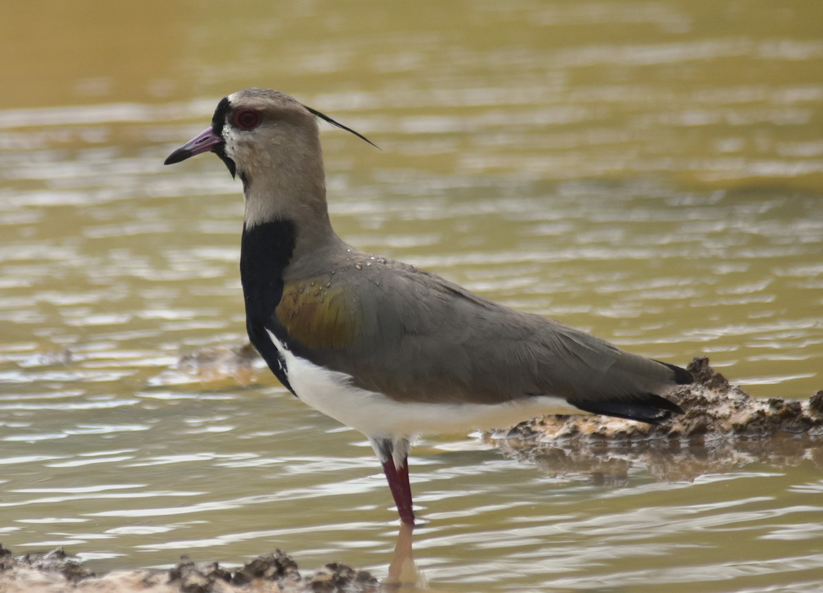 Southern Lapwing - ML619004725