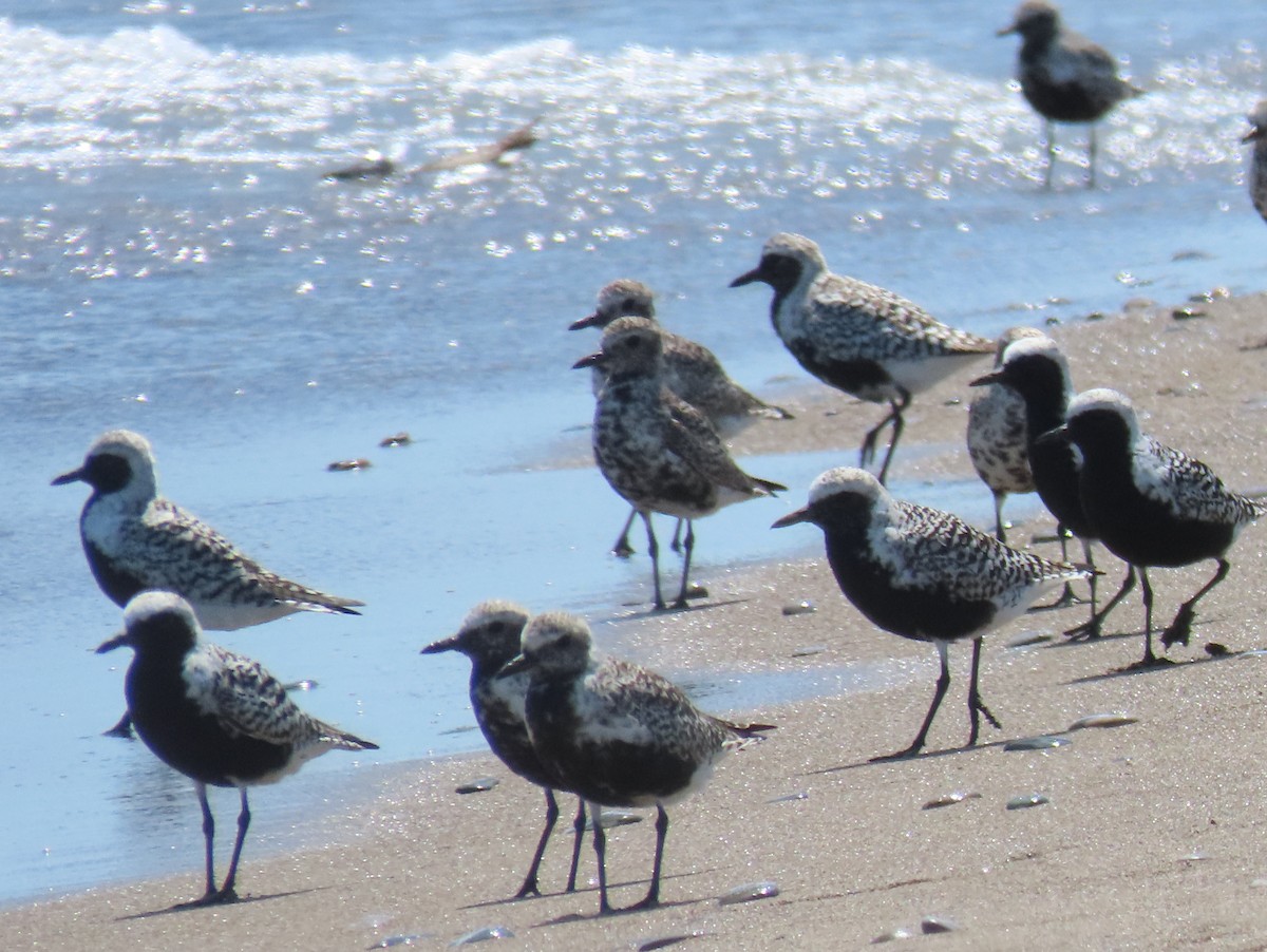 Pivieressa - ML619004788