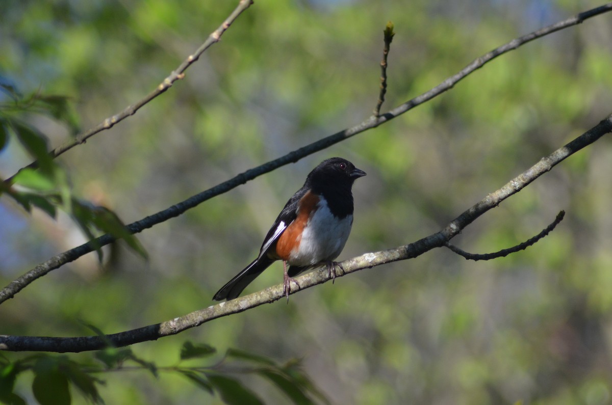 Eastern Towhee - ML619004808