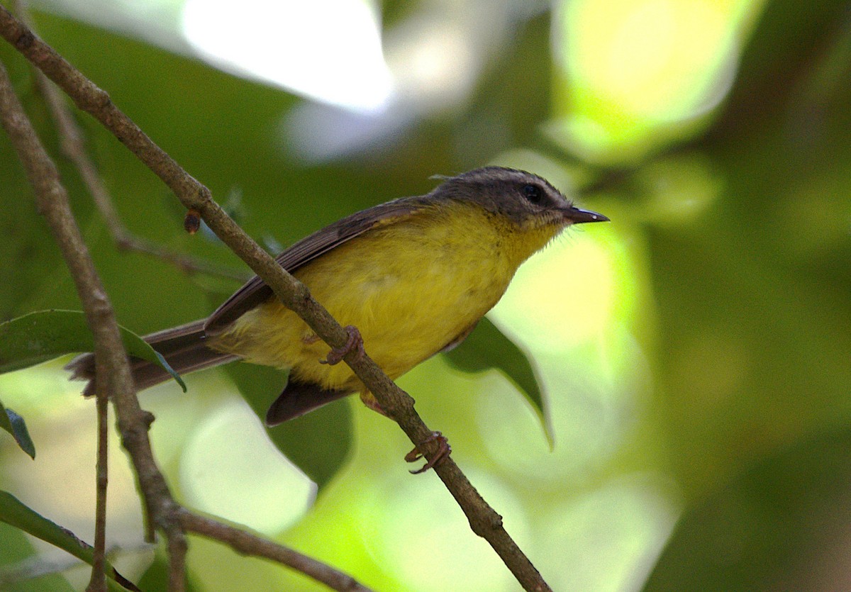 Golden-crowned Warbler - Patrícia Hanate