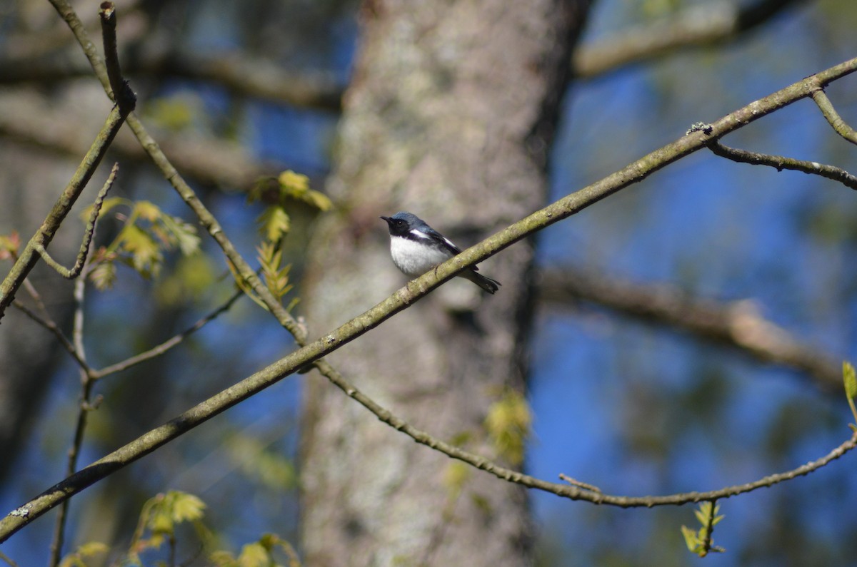 Black-throated Blue Warbler - ML619004840
