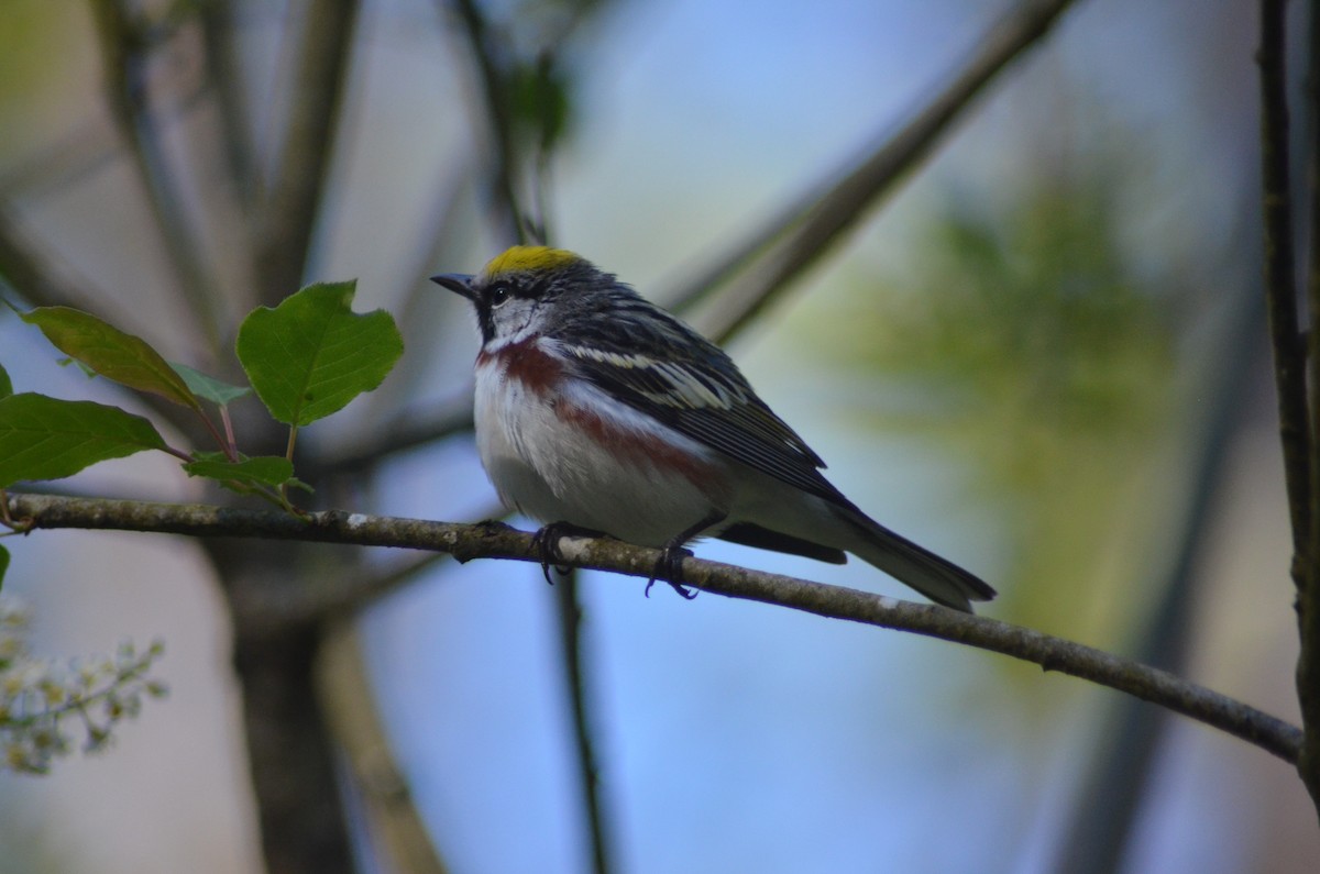 Chestnut-sided Warbler - ML619004897
