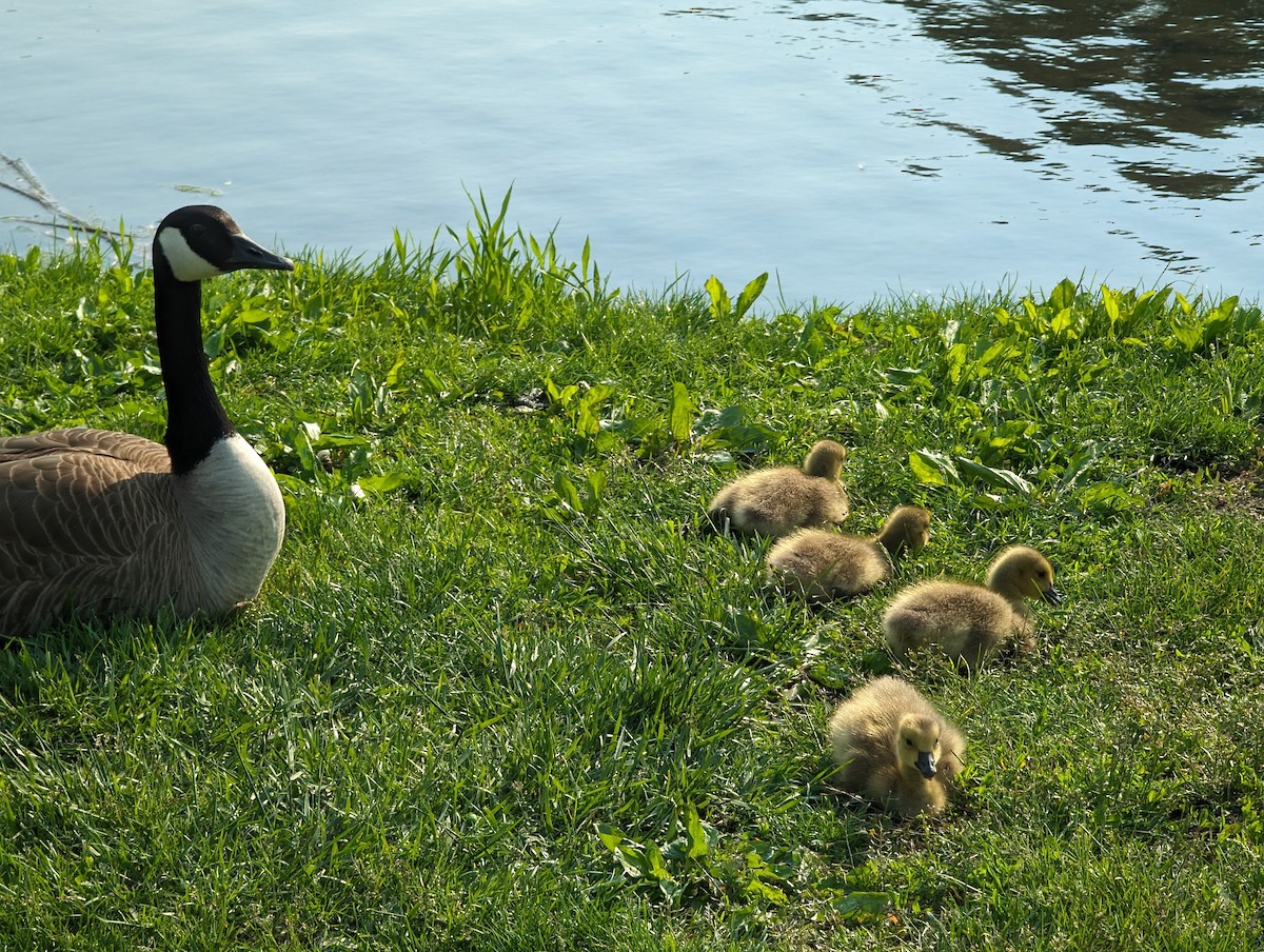 Canada Goose - ML619004908