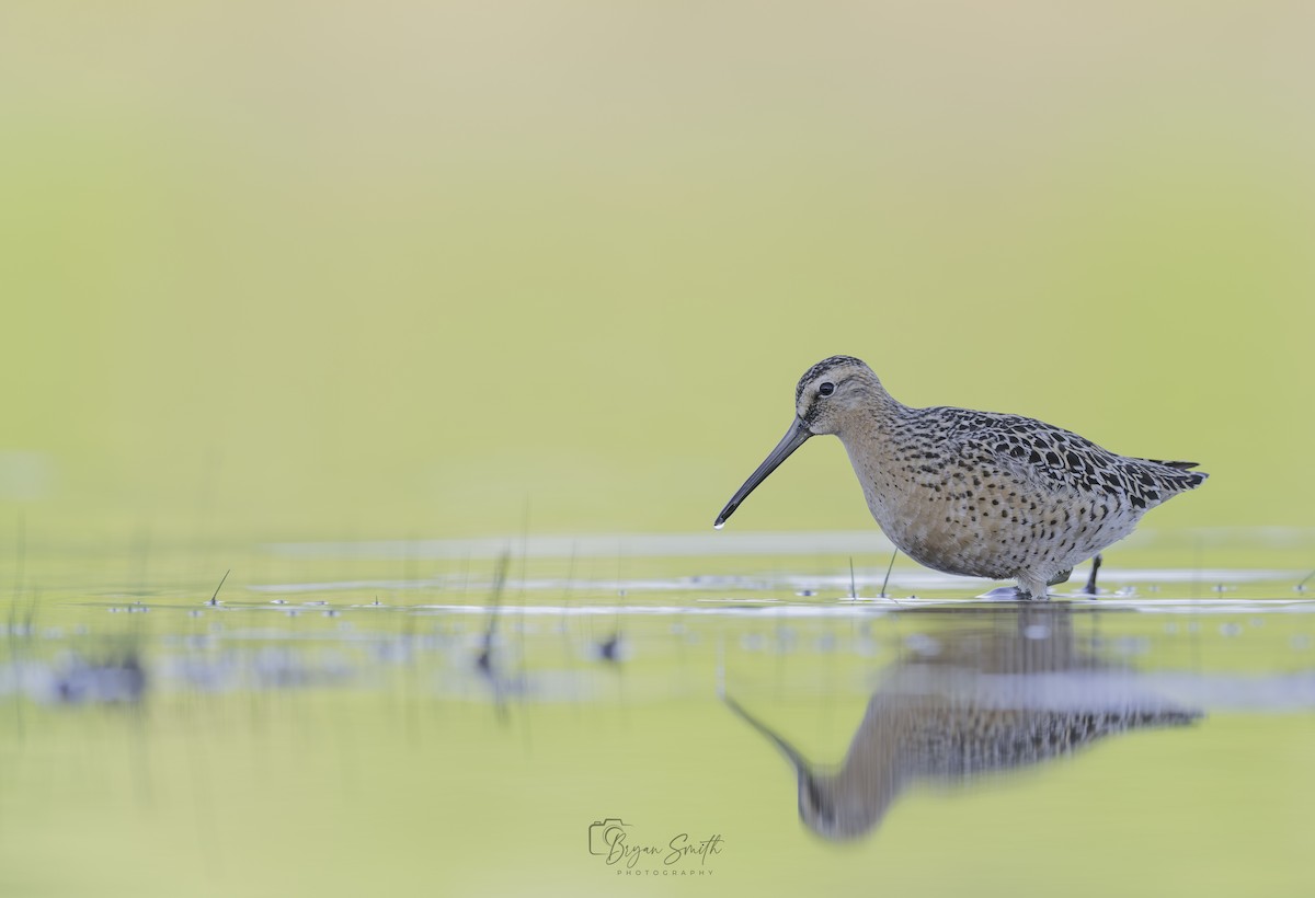 Short-billed Dowitcher - Bryan Smith