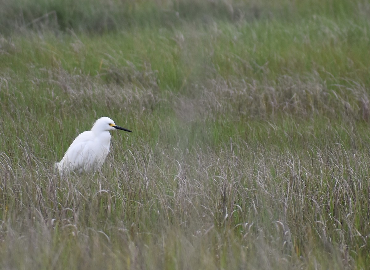 Snowy Egret - Sheryl Johnson