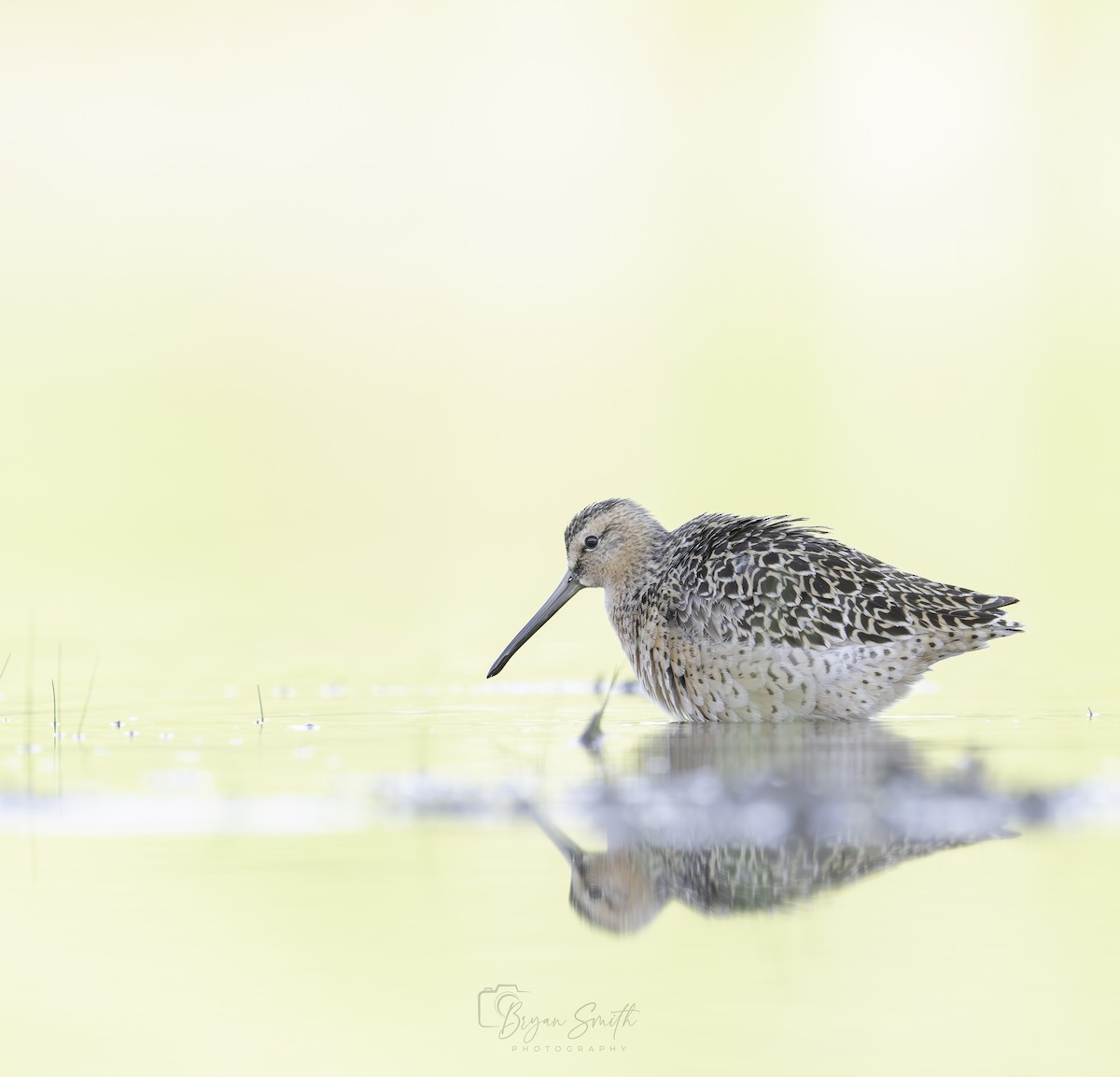 Short-billed Dowitcher - Bryan Smith