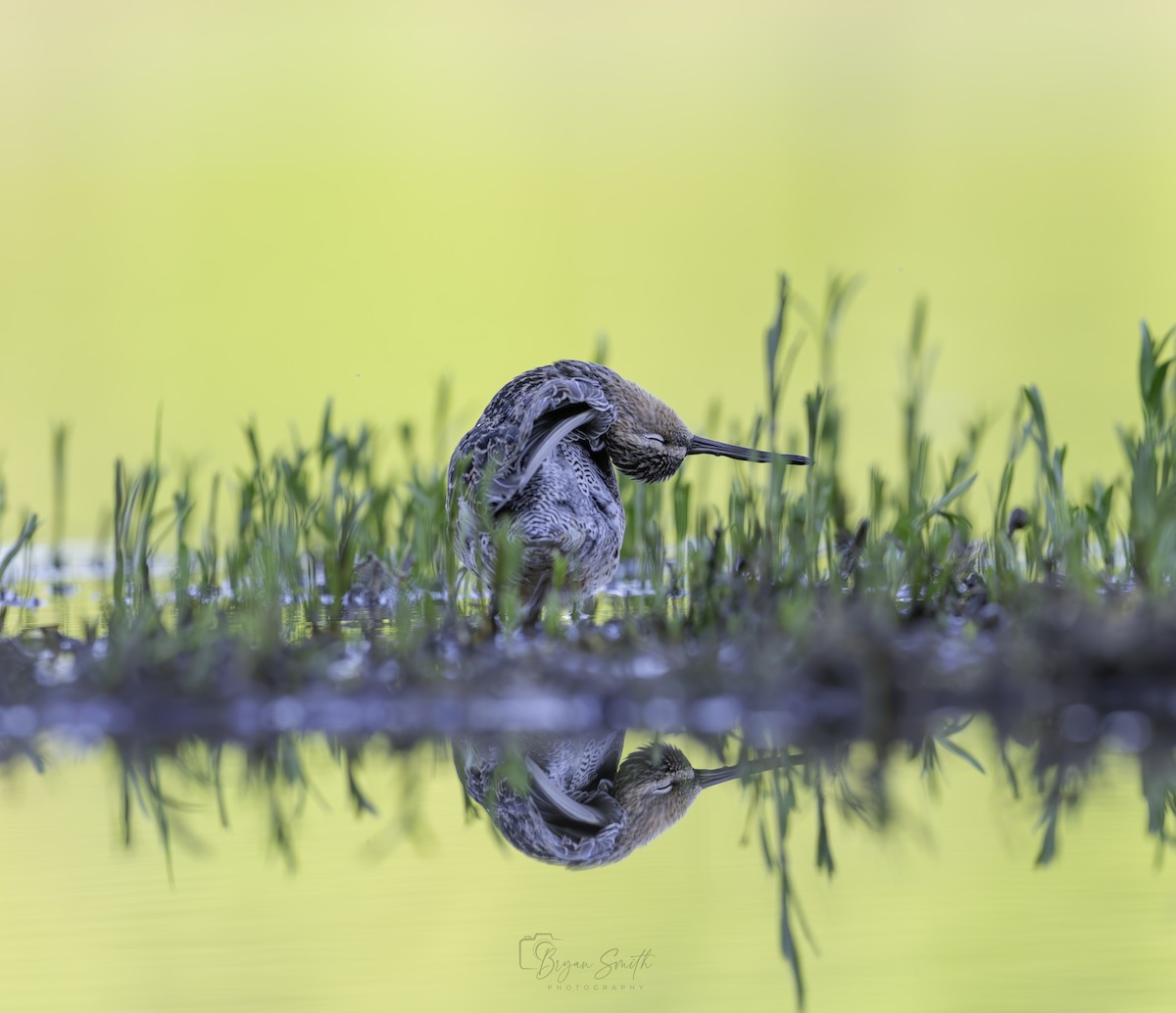 Short-billed Dowitcher - ML619004916