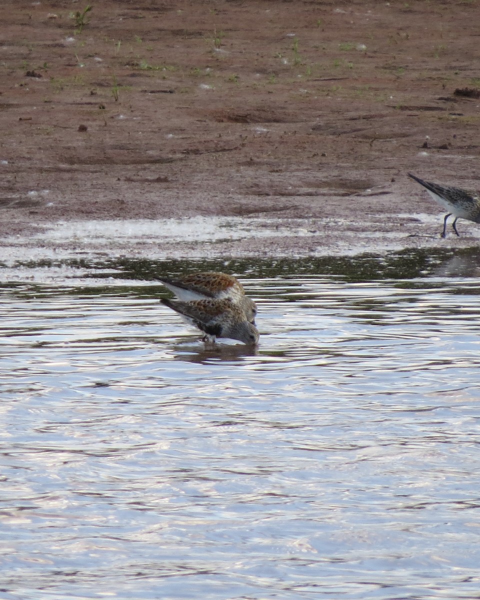 Dunlin - ML619004921