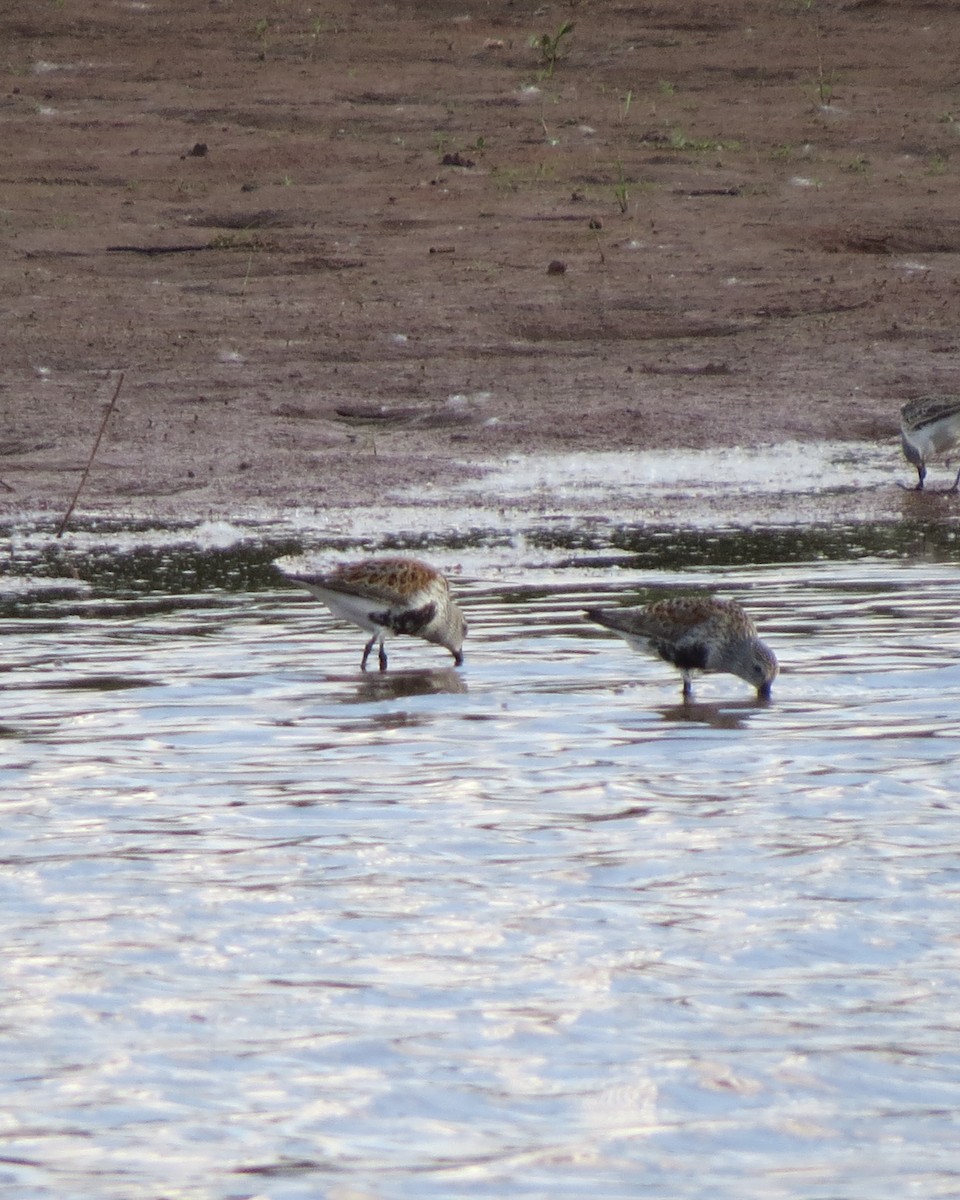 Dunlin - ML619004922