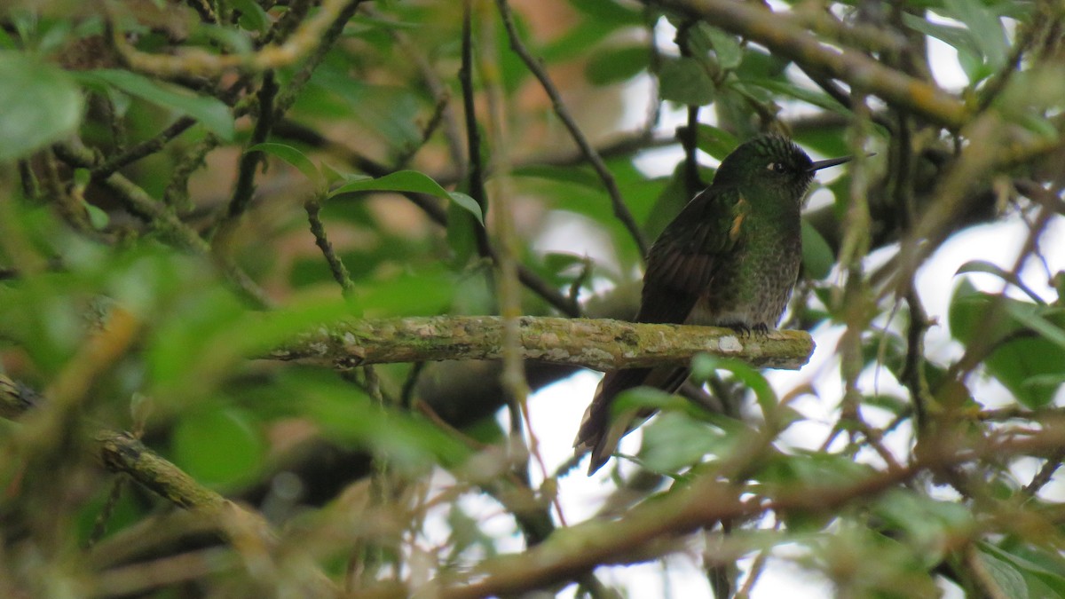 Buff-tailed Coronet - John Cifuentes Lopez