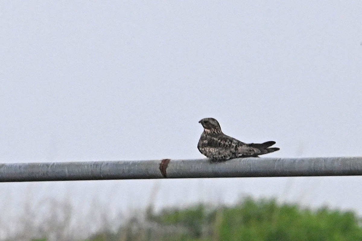 Common Nighthawk - Troy Hibbitts