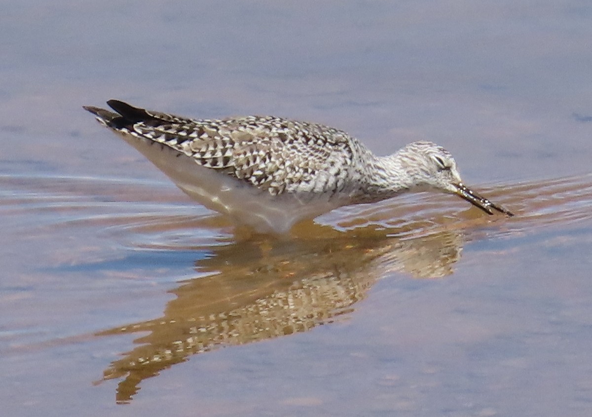 Lesser Yellowlegs - Robin Gurule