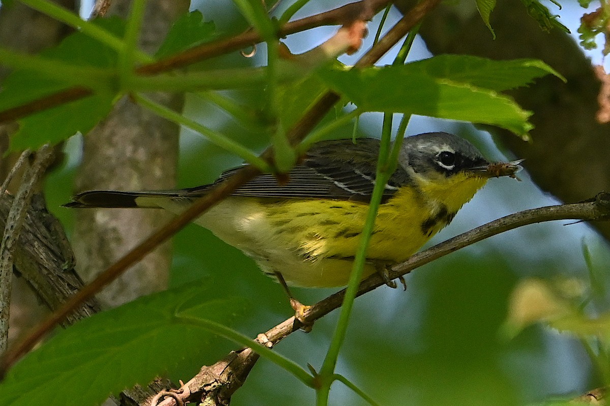 Magnolia Warbler - Chad Ludwig