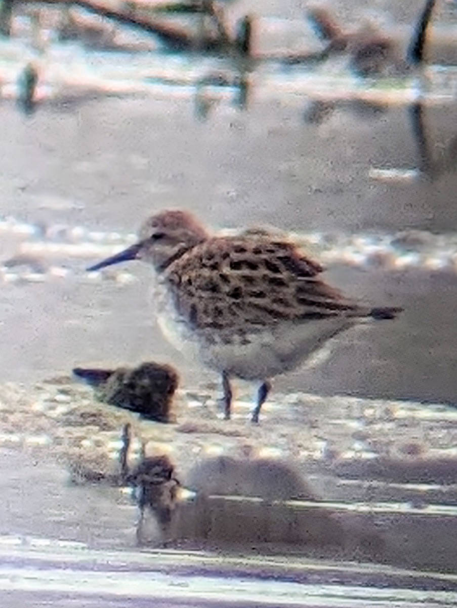 White-rumped Sandpiper - ML619004965