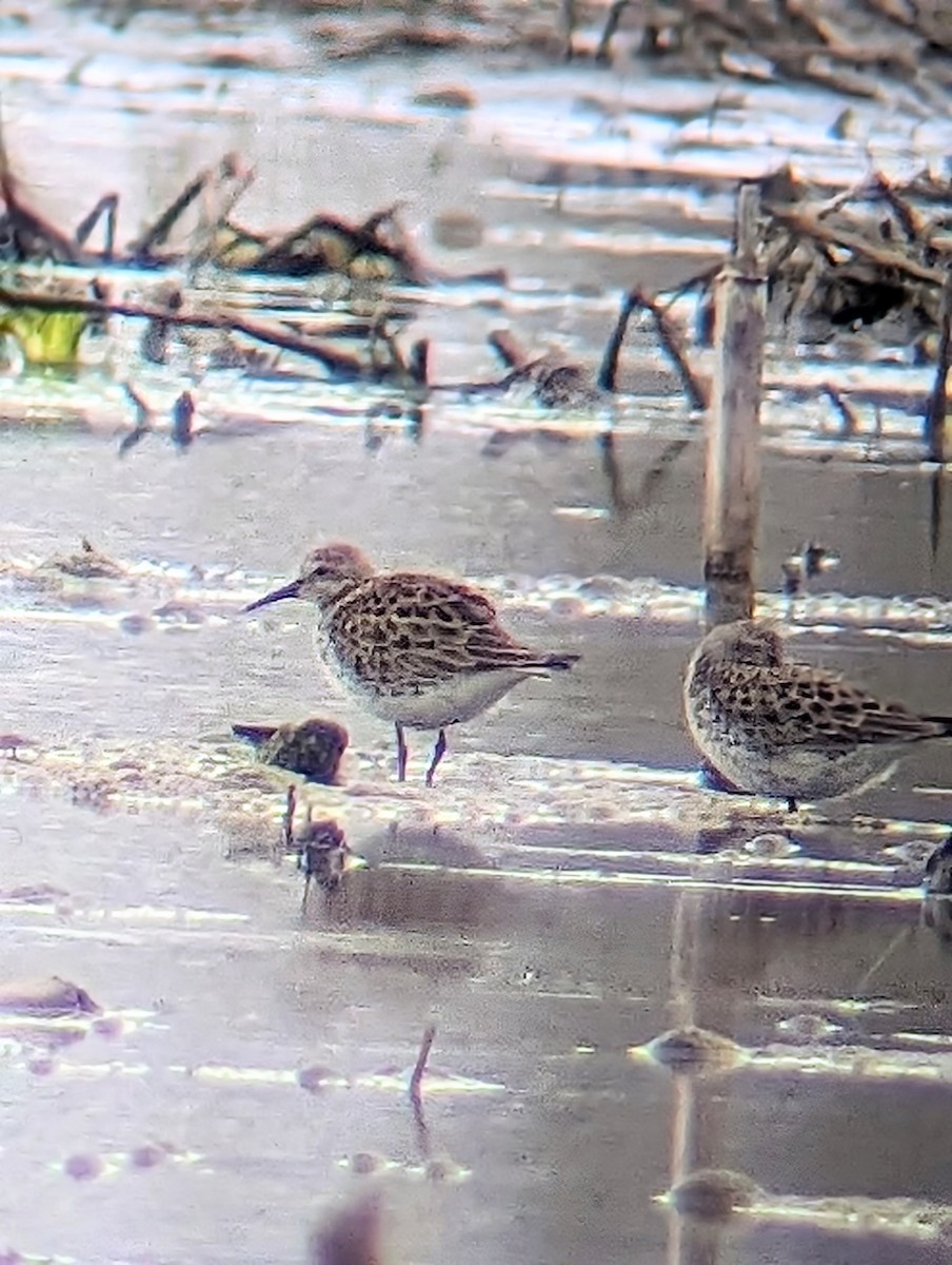 White-rumped Sandpiper - ML619004966