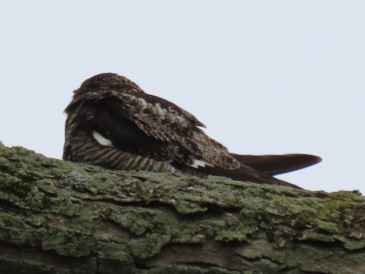 Common Nighthawk - Jon G.