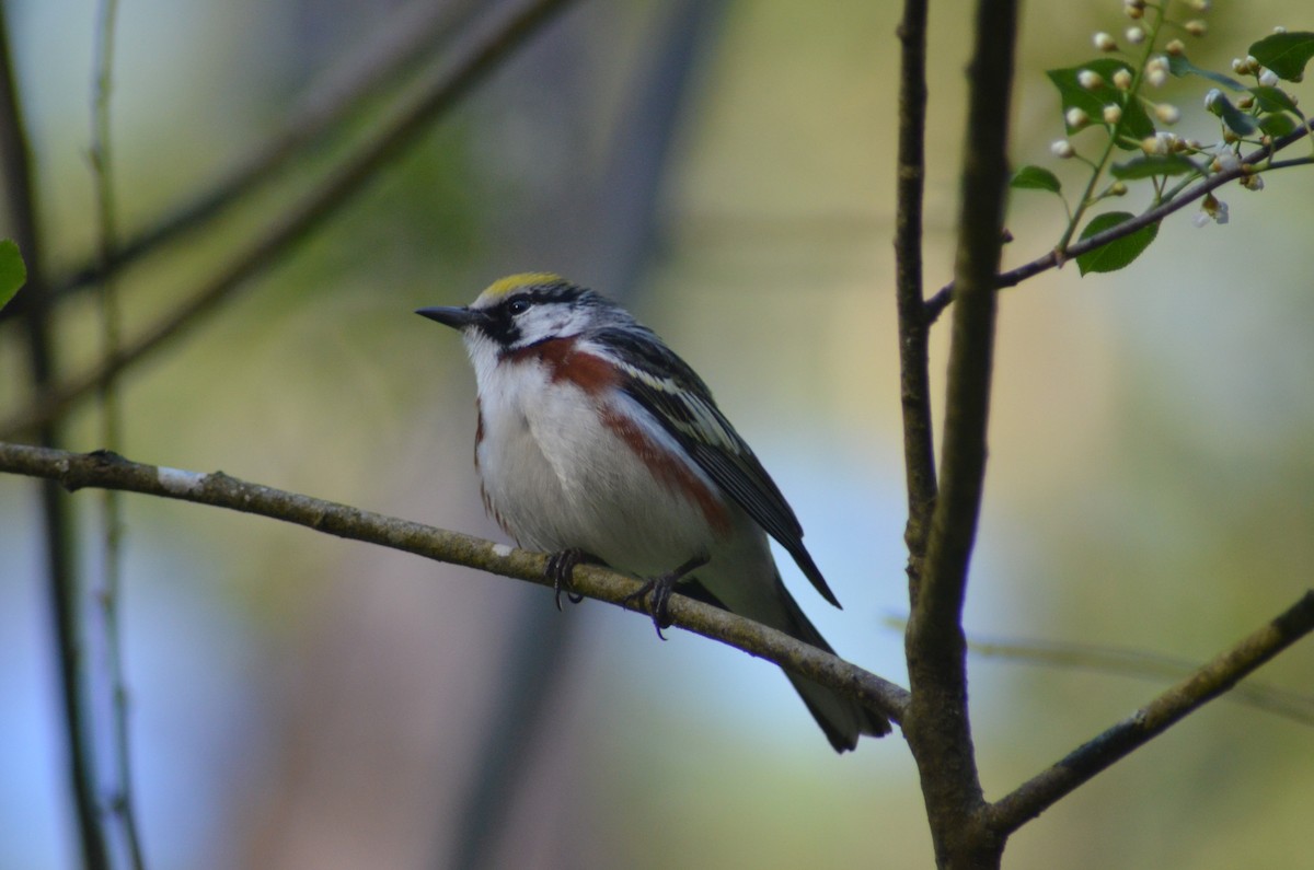 Chestnut-sided Warbler - ML619004971