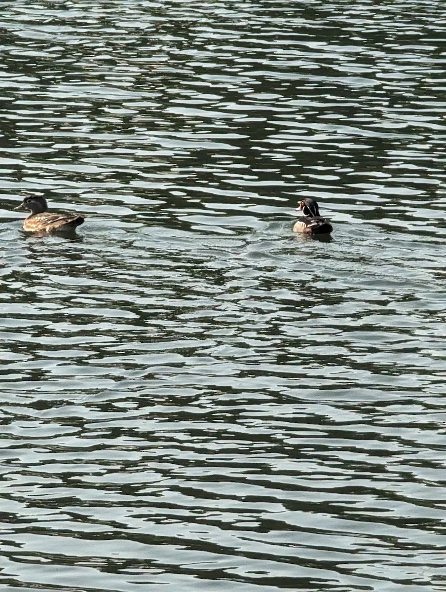 Wood Duck - ML619004977