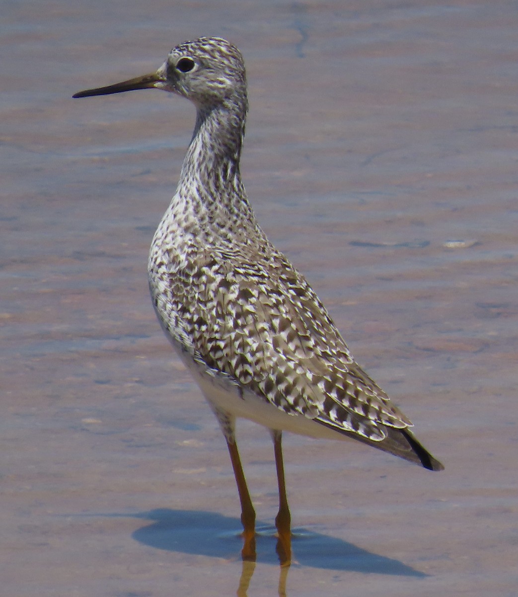 Lesser Yellowlegs - Robin Gurule