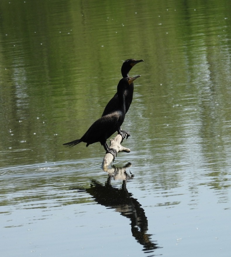 Double-crested Cormorant - Tracy Wiczer