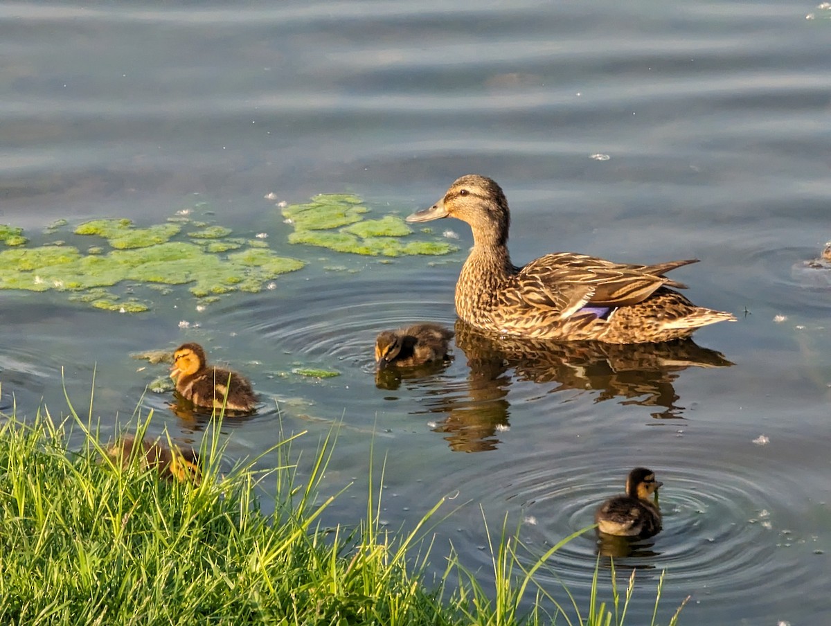 Mallard - ML619004997