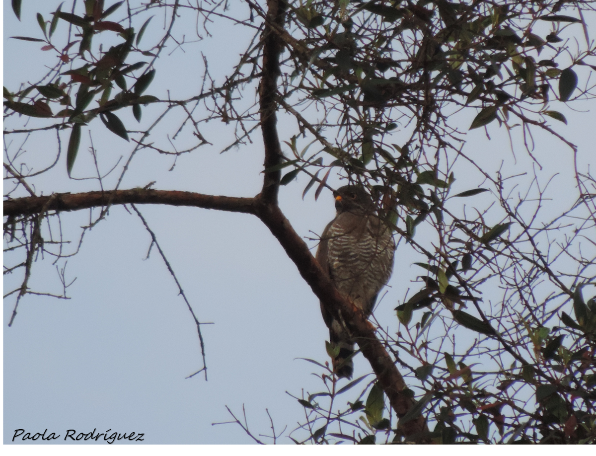 Roadside Hawk (Northern) - Yenny paola Rodríguez Parrado