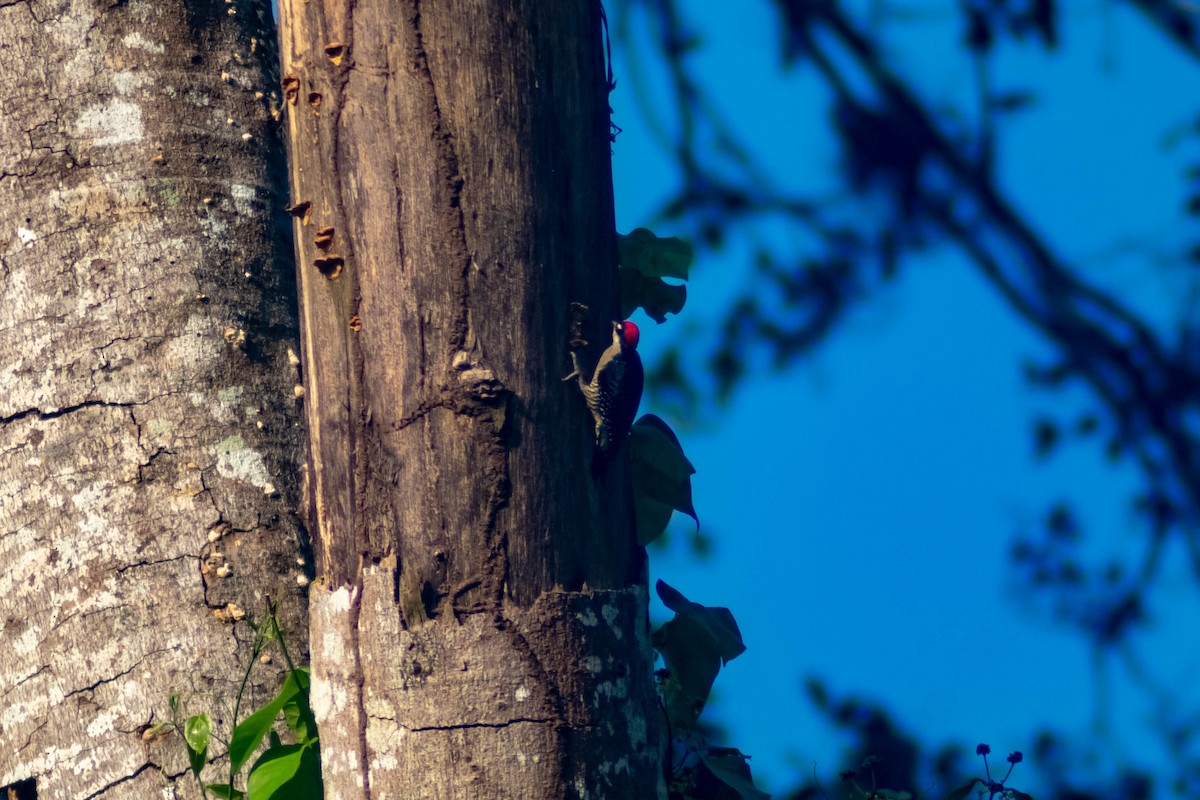 Black-cheeked Woodpecker - Manuel de Jesus Hernandez Ancheita