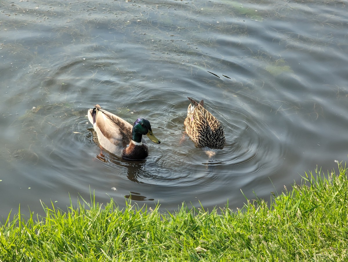 Mallard - ML619005022