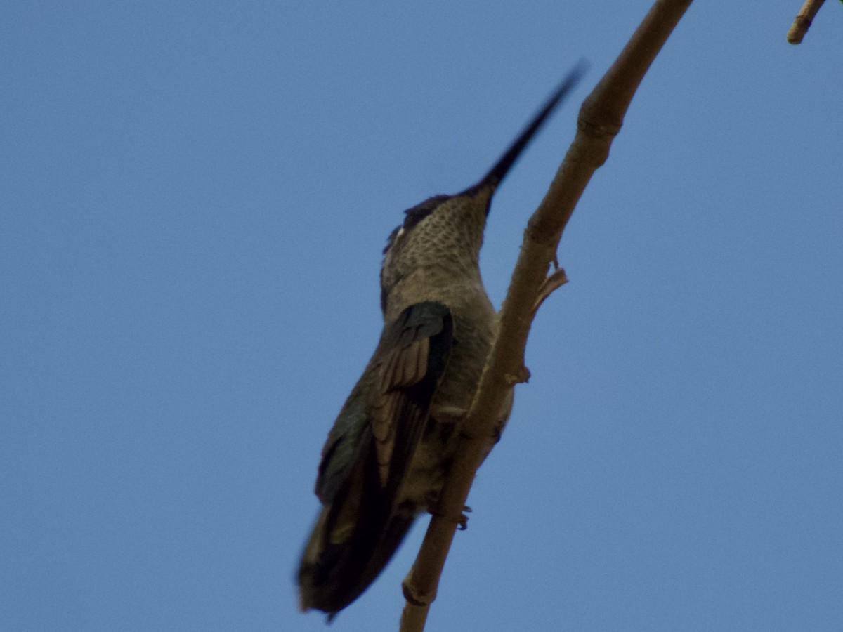 Rivoli's Hummingbird - Bill Lisowsky