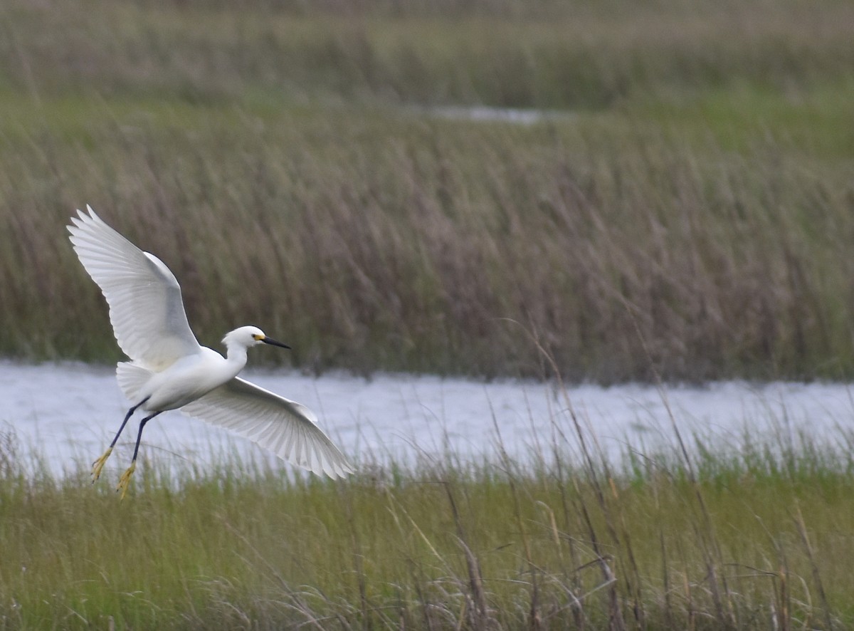 Snowy Egret - Sheryl Johnson