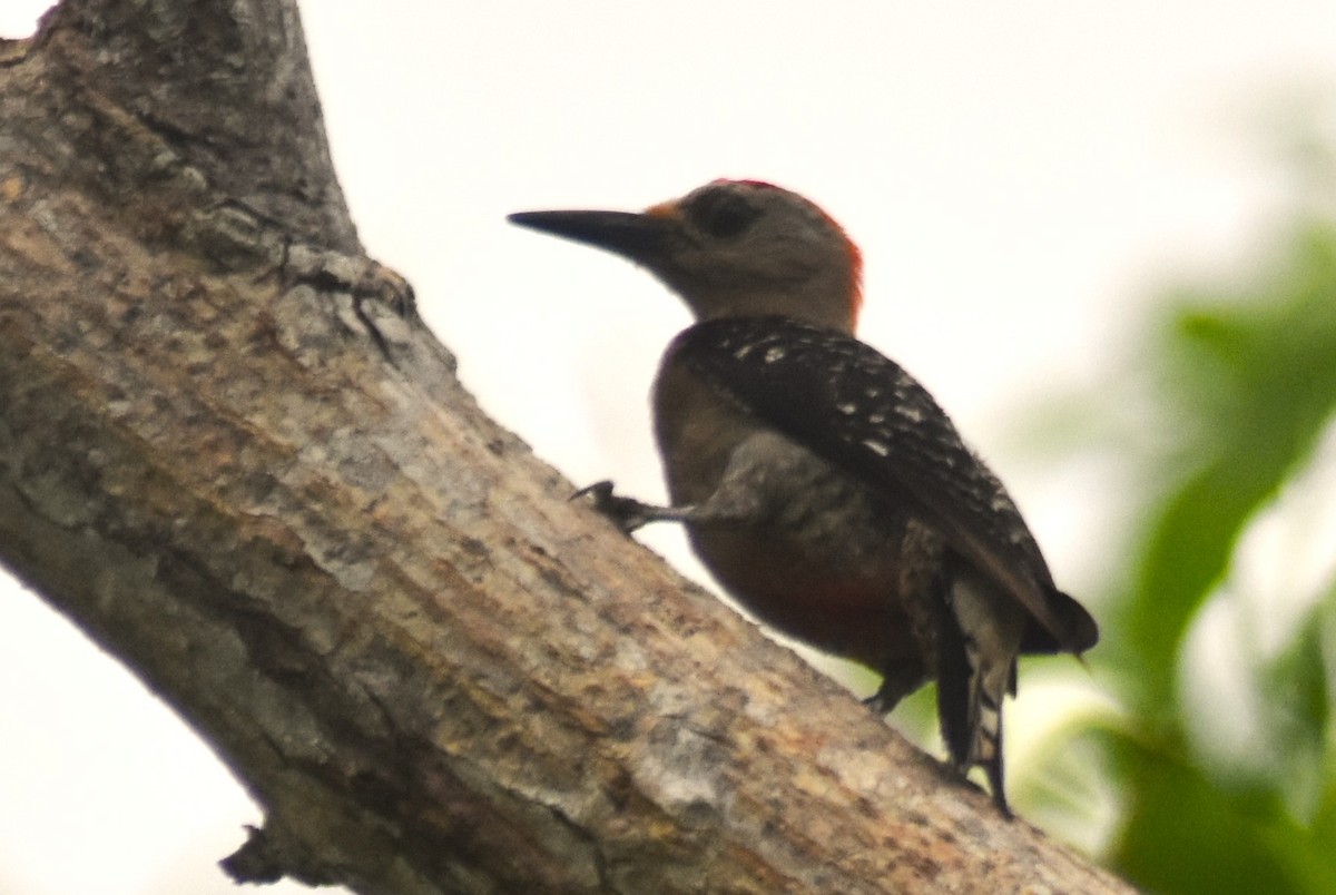 Red-crowned Woodpecker - Rodolfo Dodero