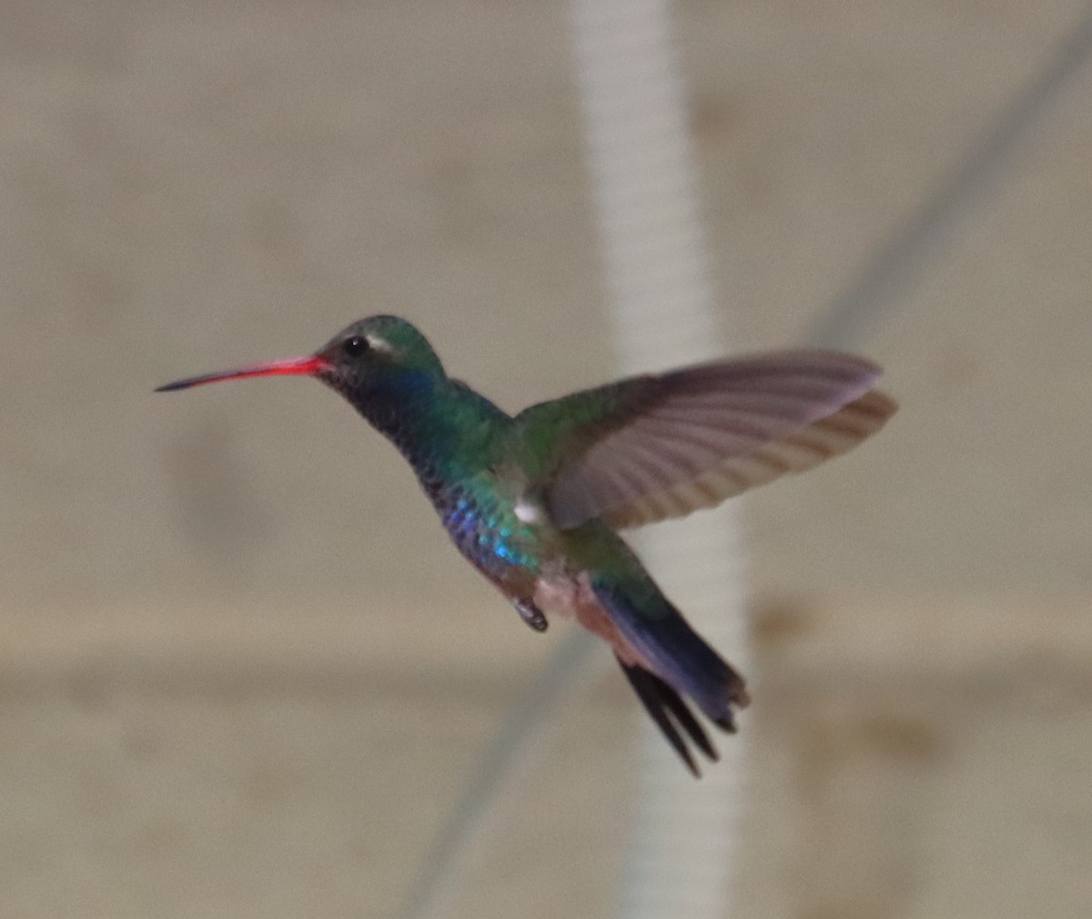 Broad-billed Hummingbird - Juli deGrummond