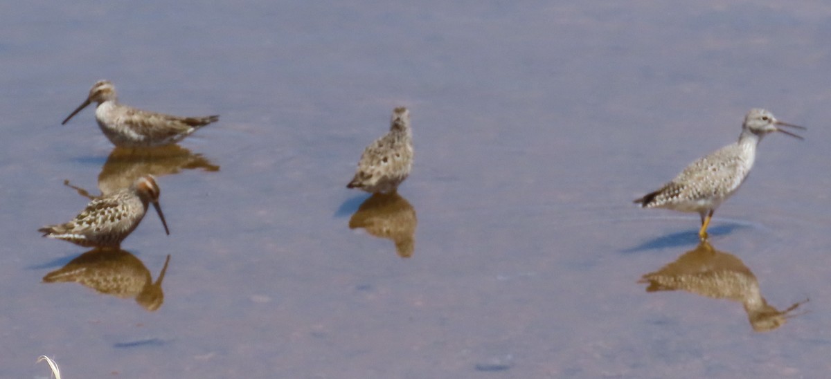 Stilt Sandpiper - Robin Gurule