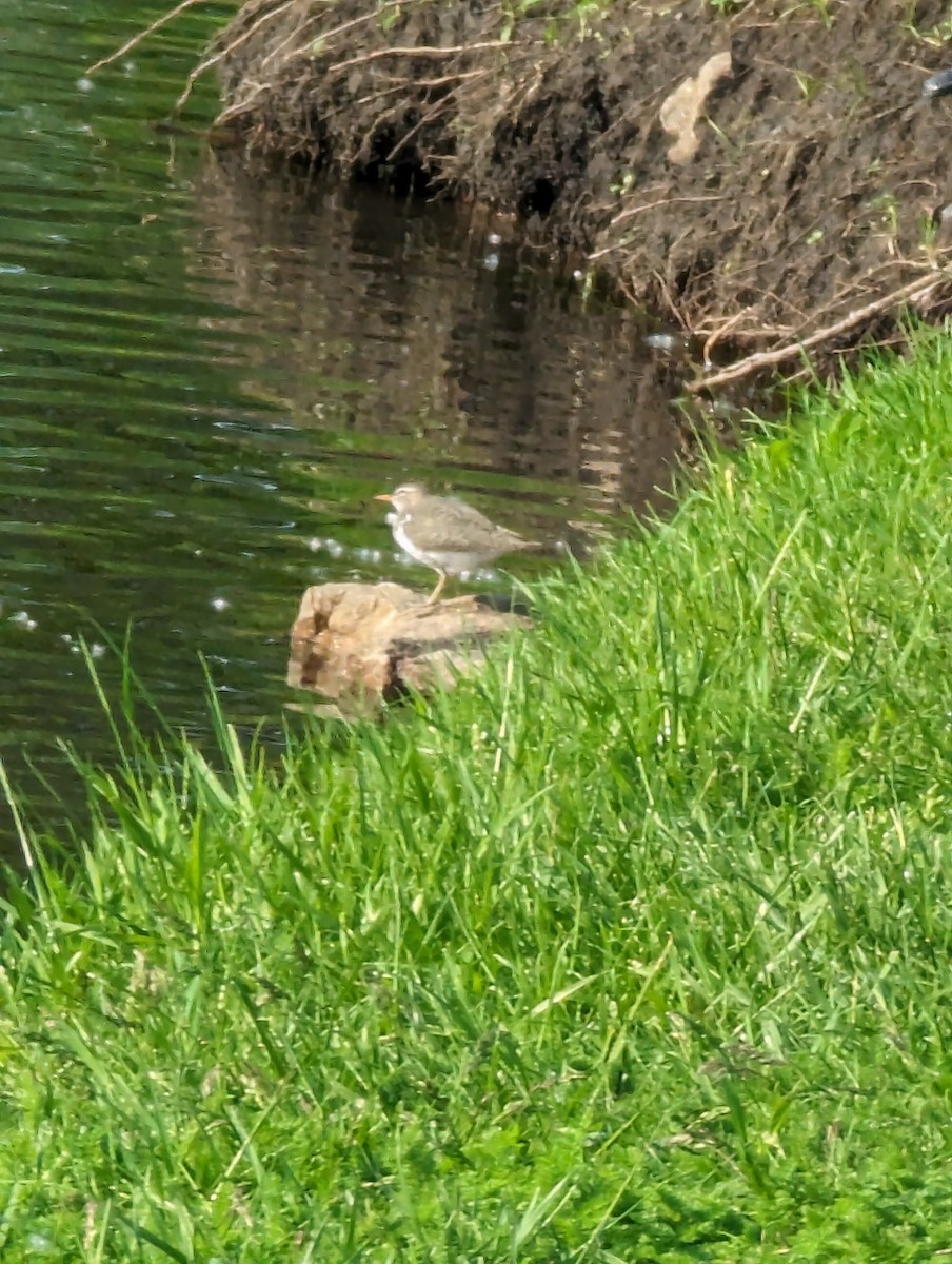 Spotted Sandpiper - ML619005055
