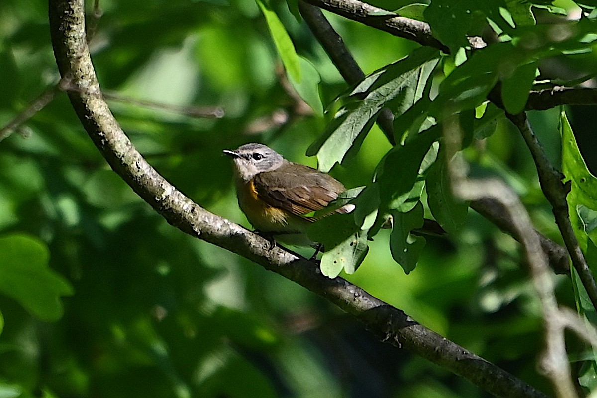 American Redstart - Chad Ludwig