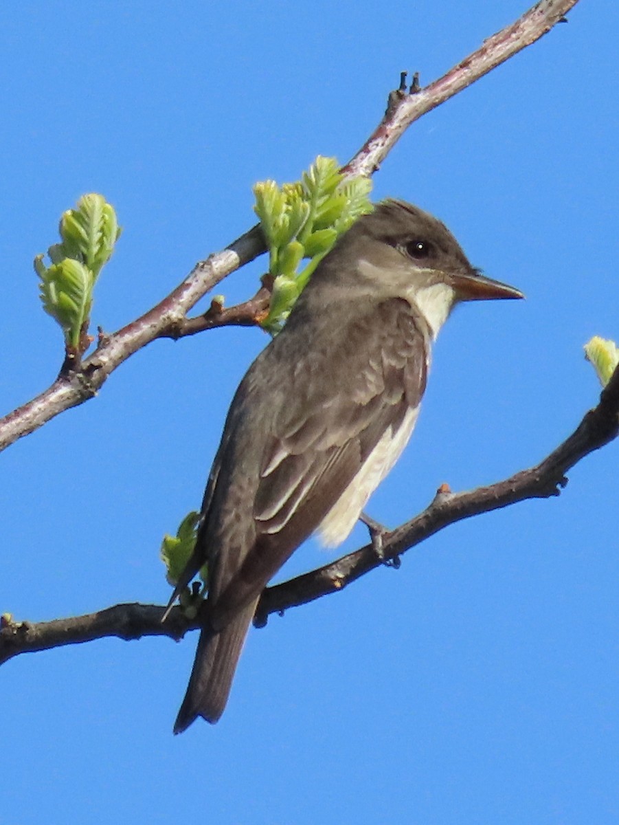 Eastern Wood-Pewee - ML619005074