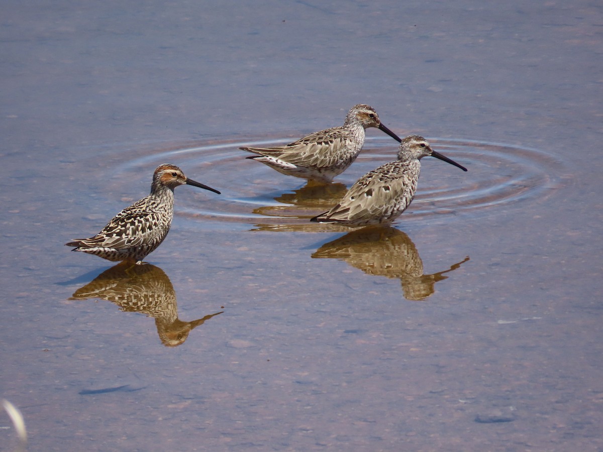 Stilt Sandpiper - ML619005097