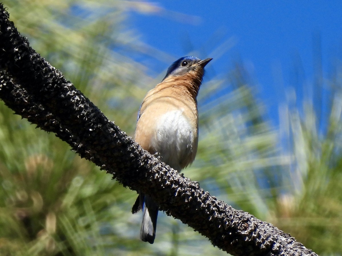 Eastern Bluebird (Mexican) - ML619005099