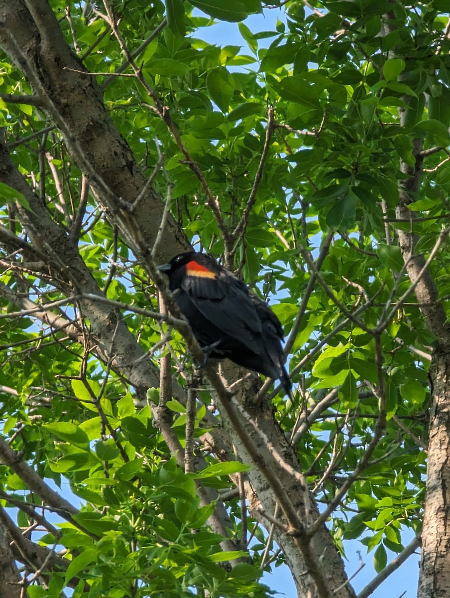 Red-winged Blackbird - ML619005100